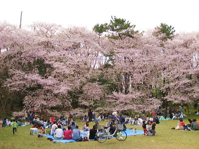 2009sakura2.jpg